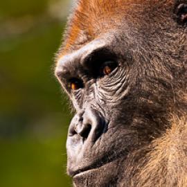 Allison Argo: filmmaker, conservationist